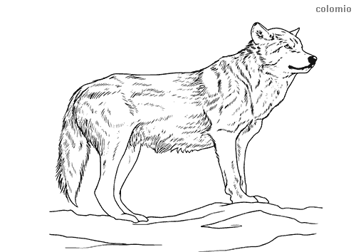 Wolves coloring pages free printable wolf coloring sheets