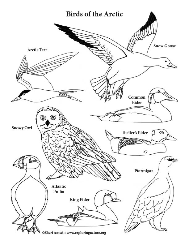 Arctic birds coloring page