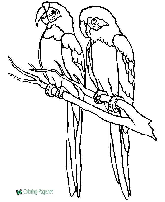 Bird coloring pages