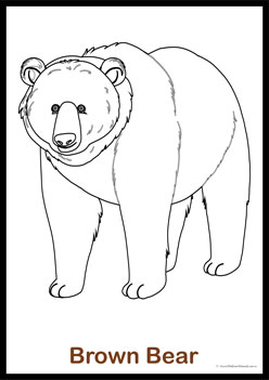 Brown bear colouring pages