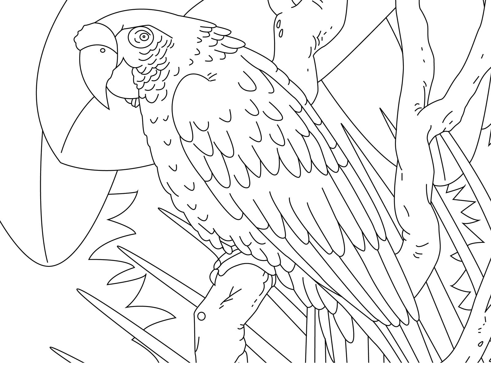 Birds coloring for seniors