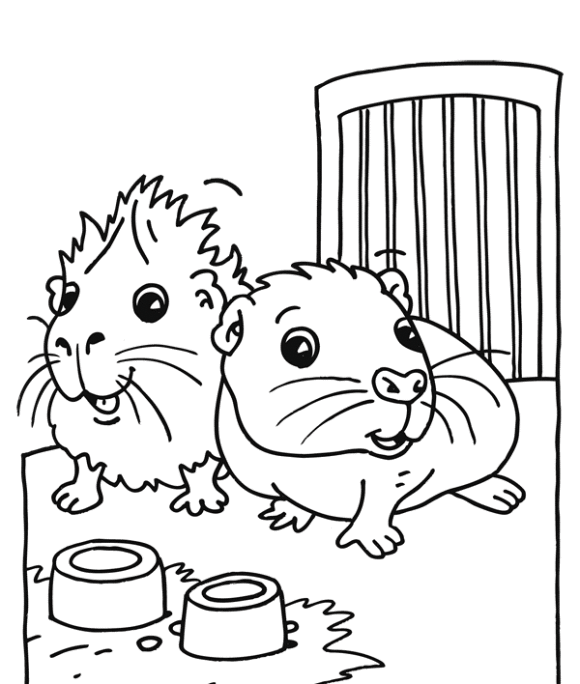 Guinea pig coloring pages