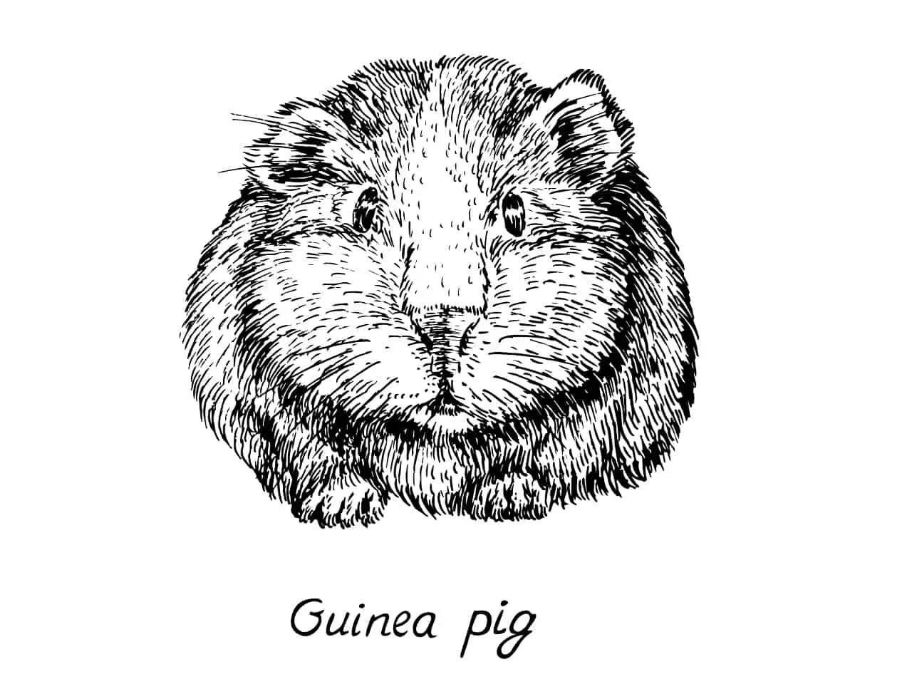 Adorable guinea pig coloring pages