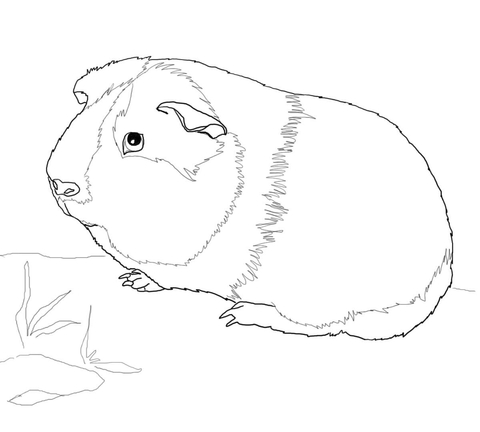 Cute guinea pig coloring page free printable coloring pages