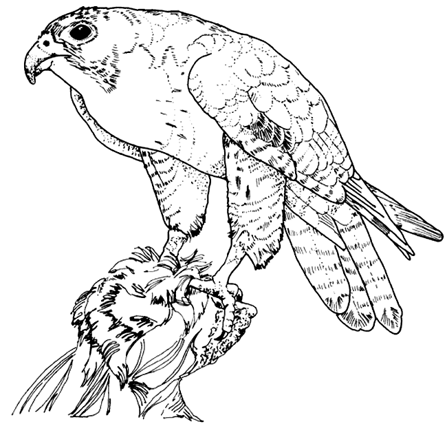 Hawk coloring page