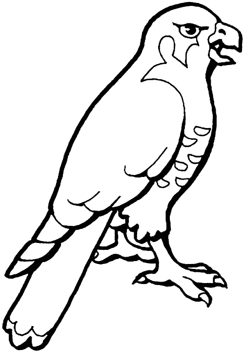 Hawk coloring page