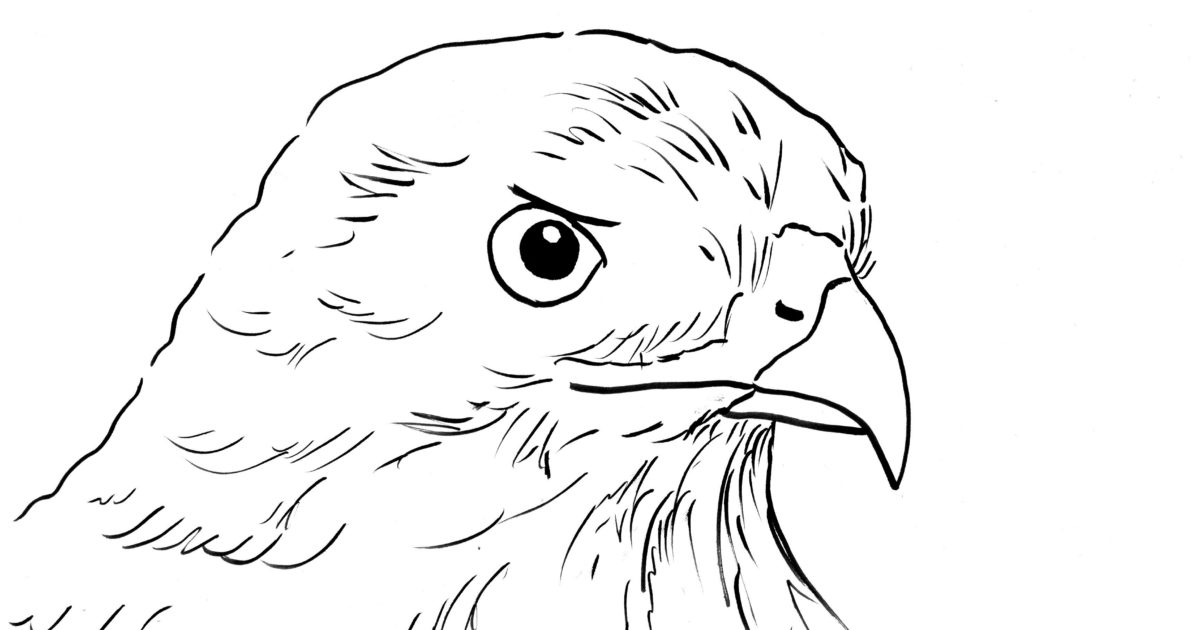 Hawk coloring page