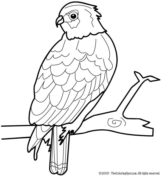 Hawk coloring page audio stories for kids free coloring pages colouring printables