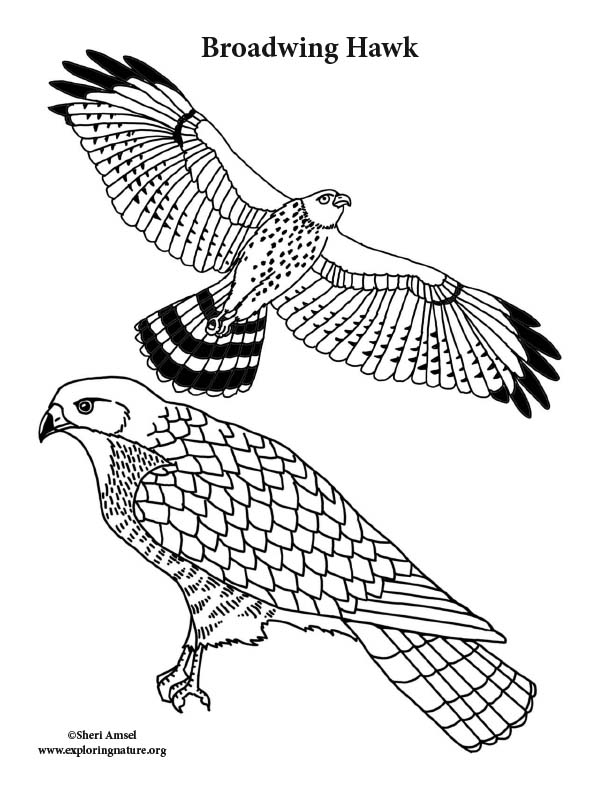 Hawk broadwing coloring page