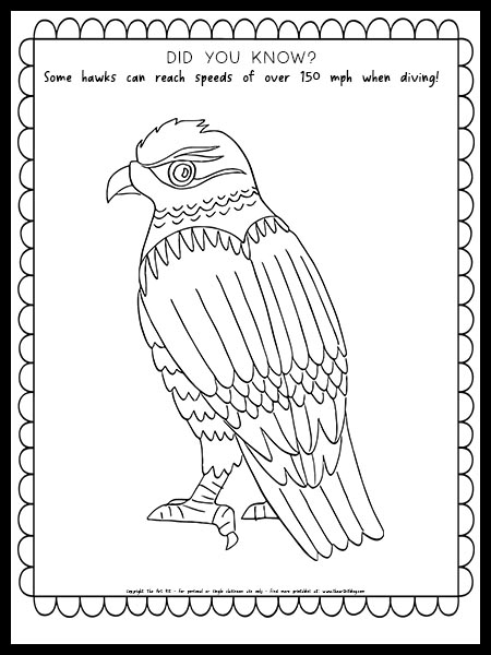 Hawk coloring page with fun fact free printable â the art kit