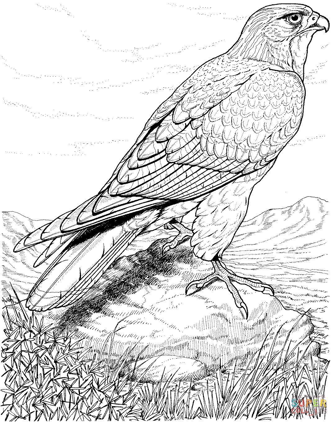 Hawk coloring page free printable coloring pages