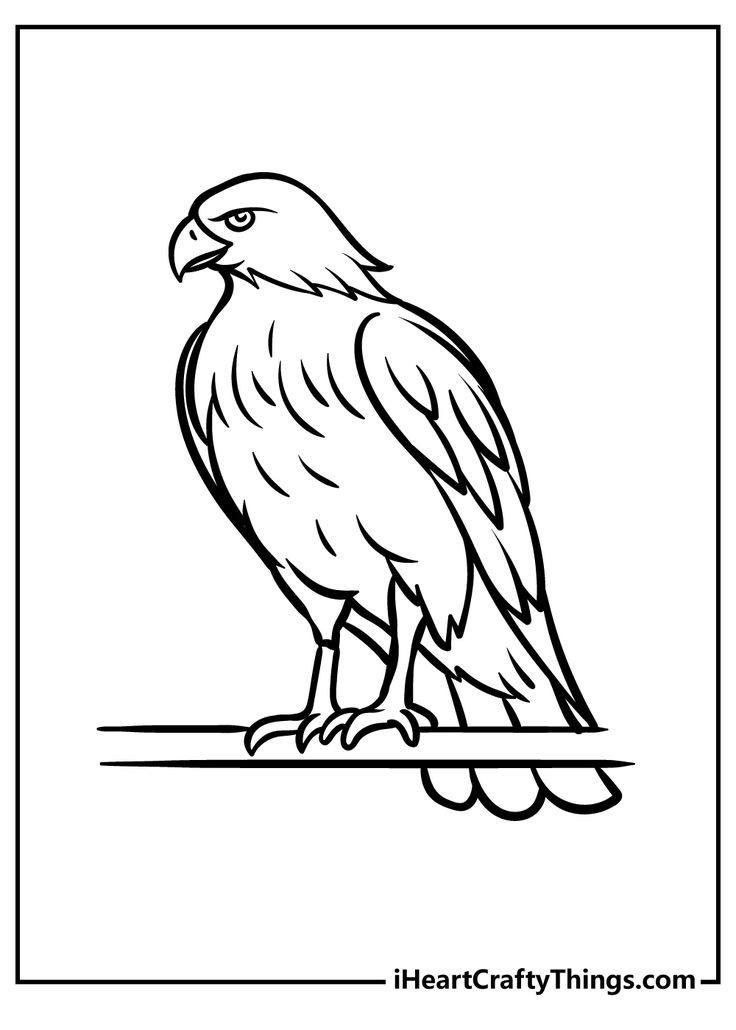 Hawk coloring pages simple bird drawing desert drawing hawk pictures