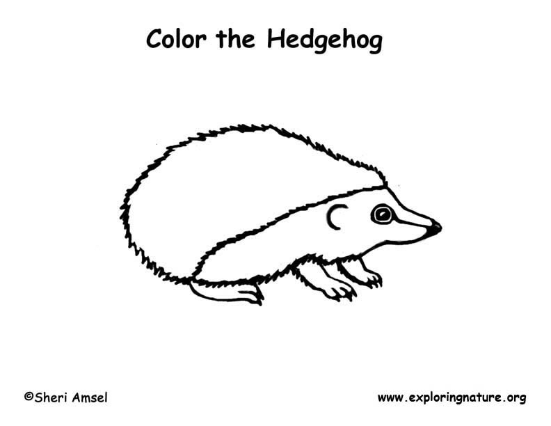 Hedgehog coloring page