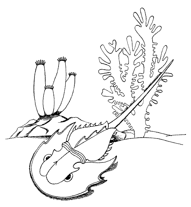 Horseshoe crab coloring page