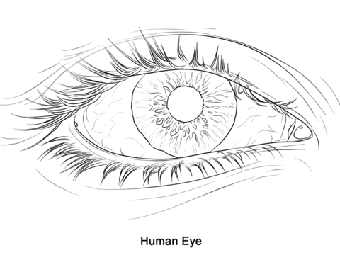 Human eye coloring page free printable coloring pages realistic eye drawing cartoon coloring pages heart coloring pages