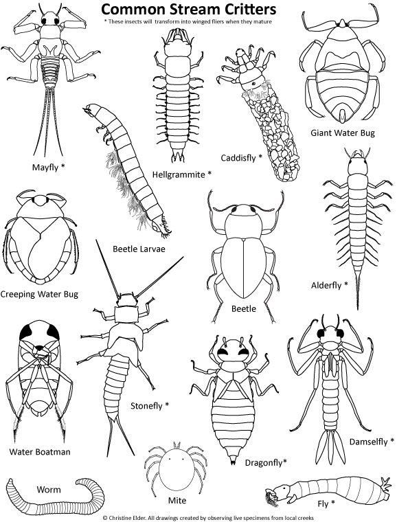 Stream insects coloring page