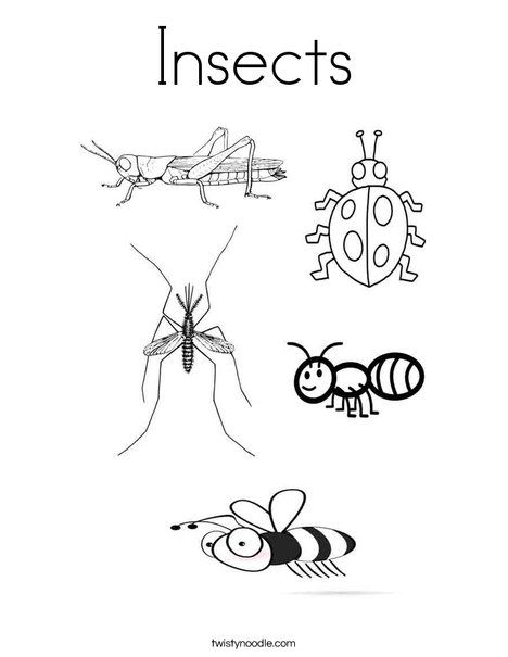 Insects coloring page insect coloring pages bug coloring pages pumpkin coloring pages