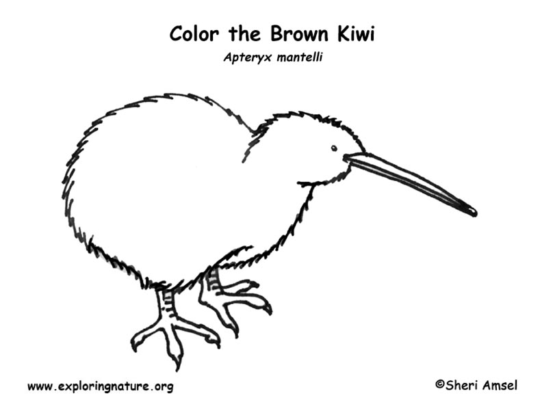 Kiwi brown coloring page