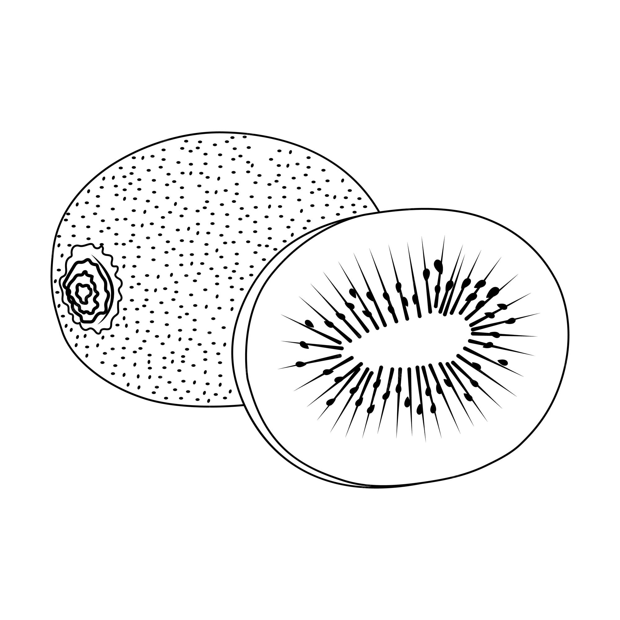 Premium vector kiwi fruit coloring page