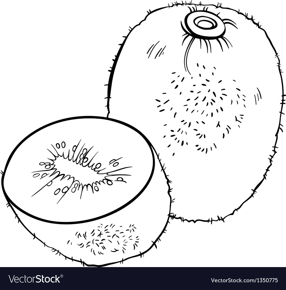 Kiwi fruit for coloring book royalty free vector image