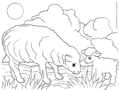 Sheep and lamb