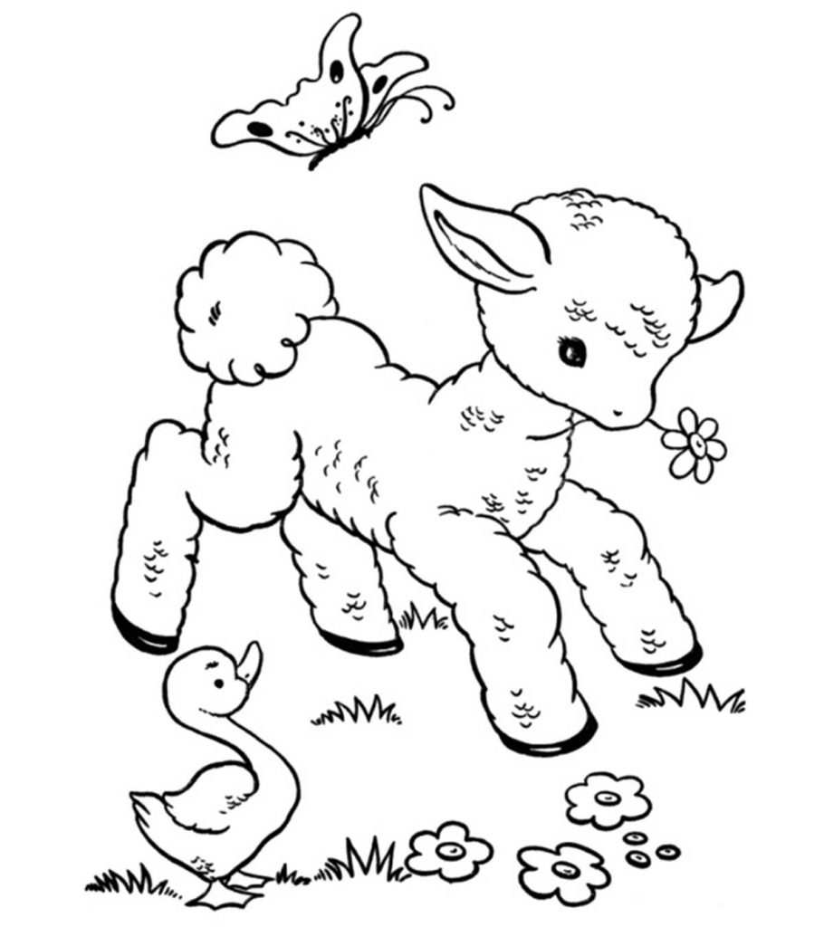 Top free printable sheep coloring pages online