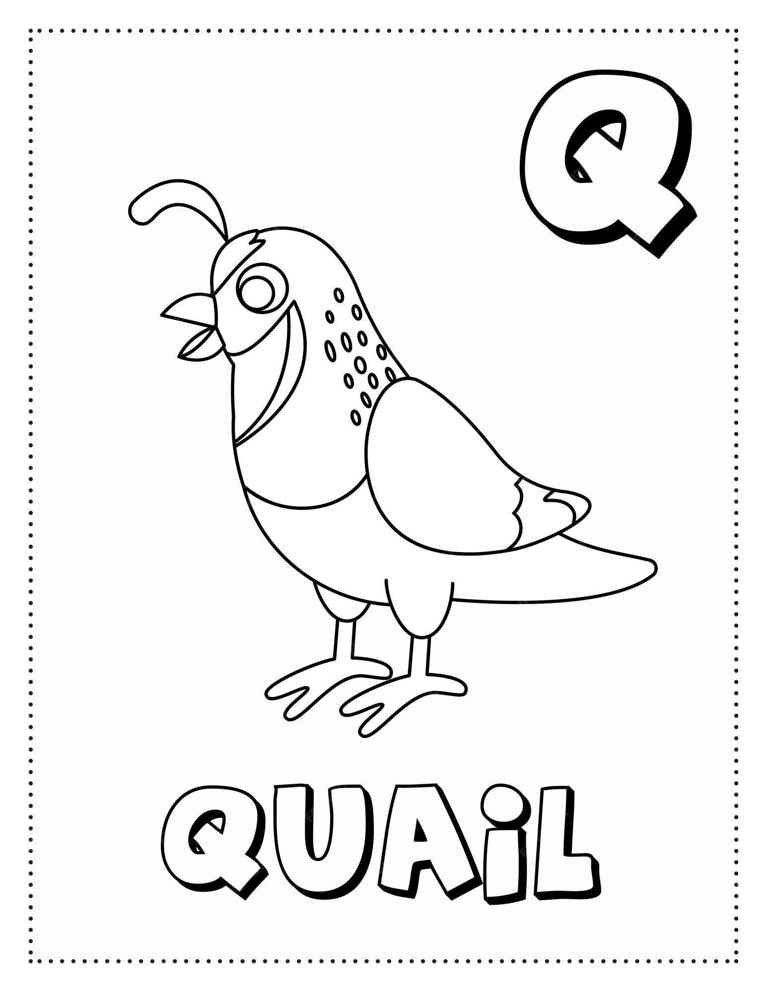 Premium vector letter q is for quail coloring page coloring book letter animals for kids