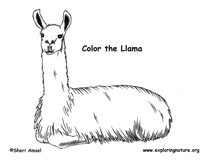 Llama coloring page