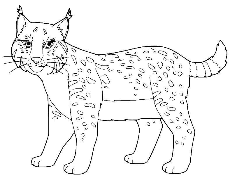 Lynx coloring pages printable for free download