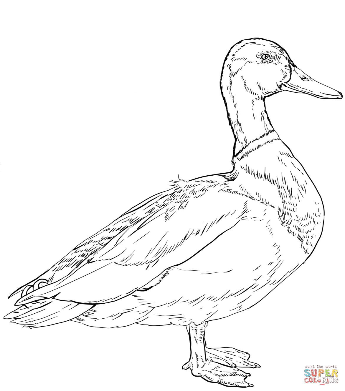 Mallard coloring page free printable coloring pages