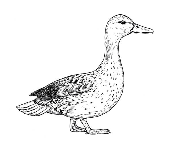 Drawing of mallard bird hand sketch of adult wild duck female black and white illustration stock illustration