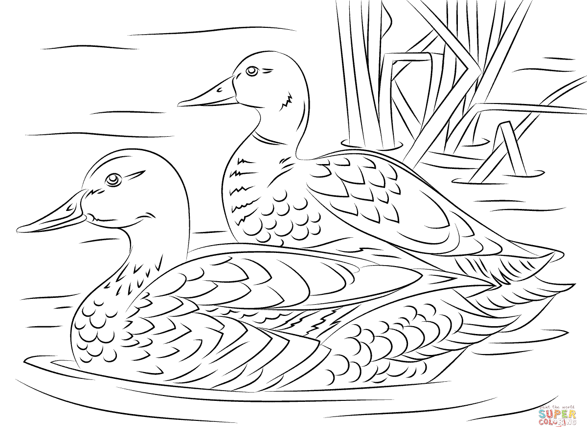 Pair of mallard ducks coloring page free printable coloring pages