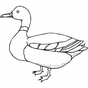 Mallard duck coloring page