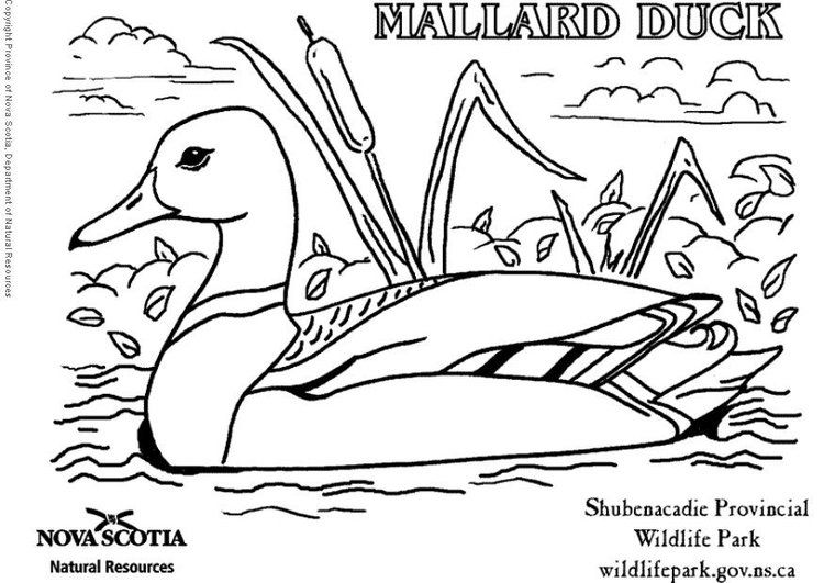 Coloring page duck coloring pages colouring pages duck