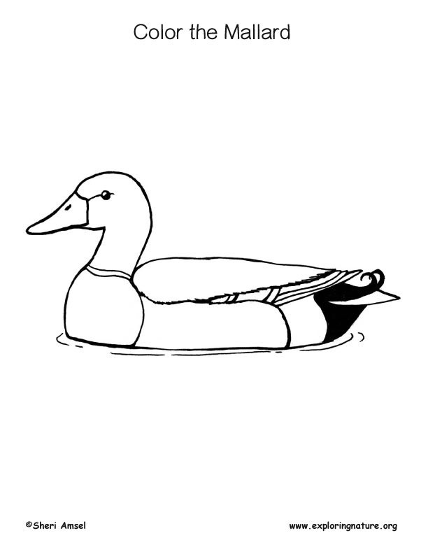 Mallard coloring page