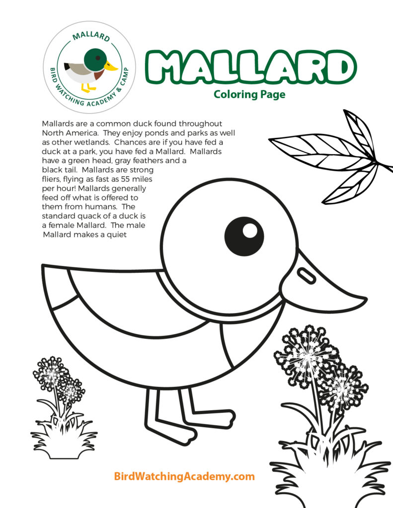 Mallard coloring page