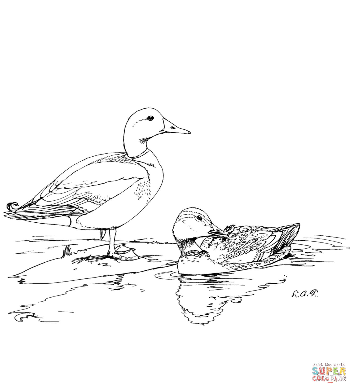 Two mallard ducks coloring page free printable coloring pages