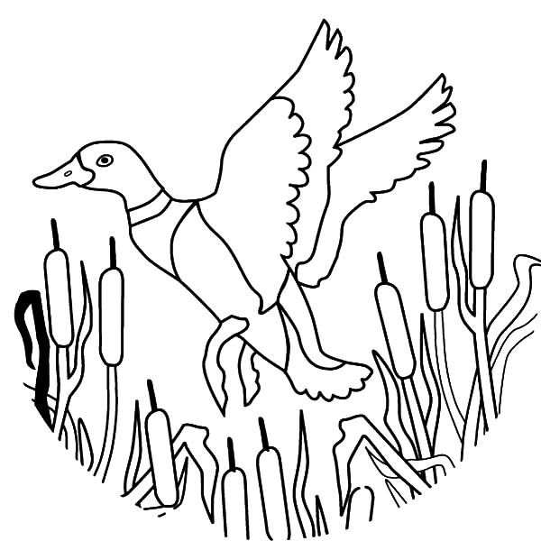 How to draw flying mallard duck coloring pages color luna coloring pages mallard duck duck drawing