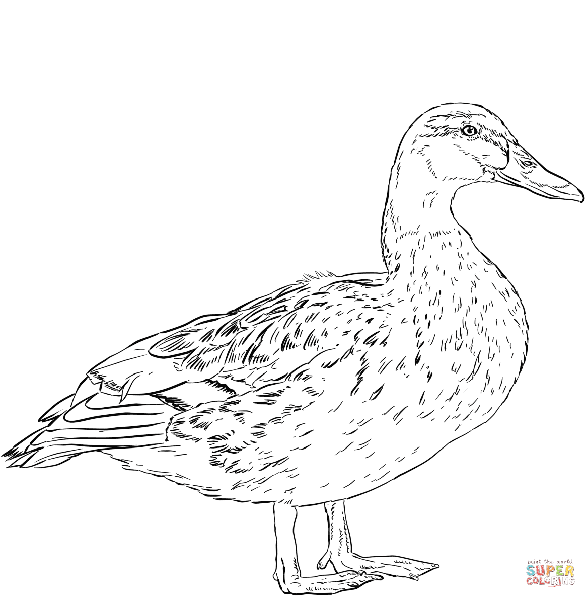 Female mallard duck coloring page free printable coloring pages