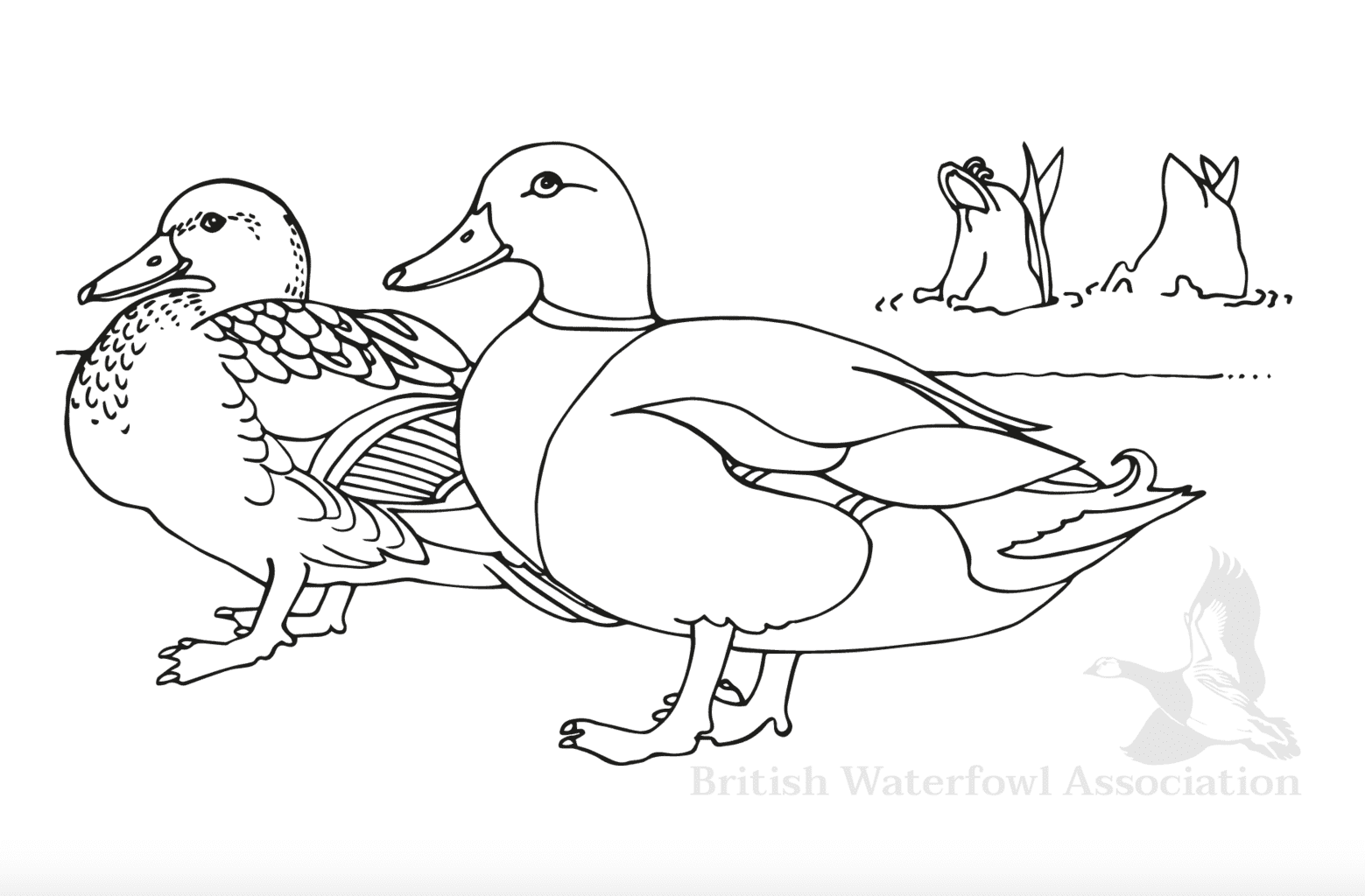 Mallard duck colouring page