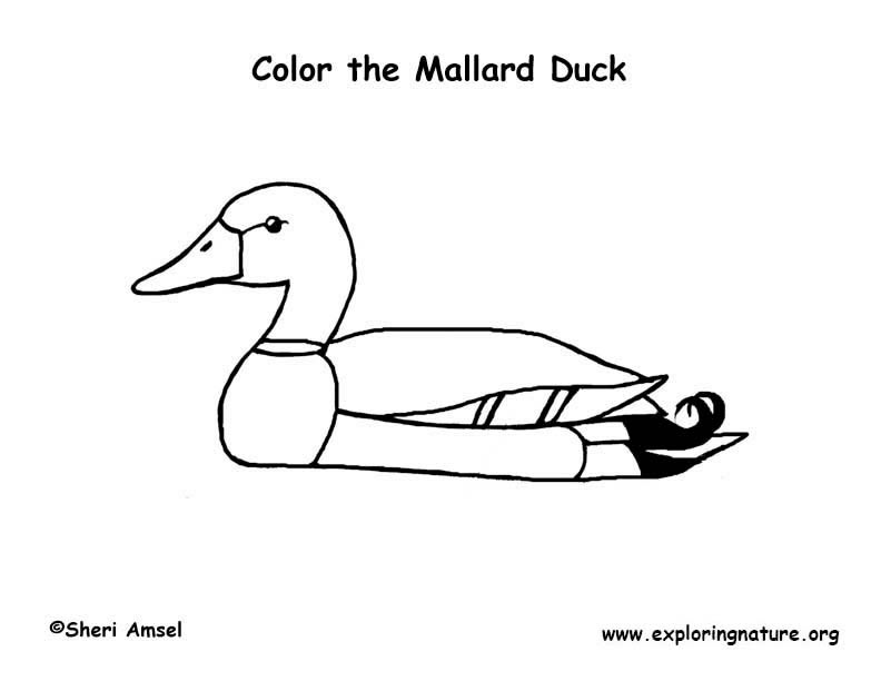 Duck mallard coloring page