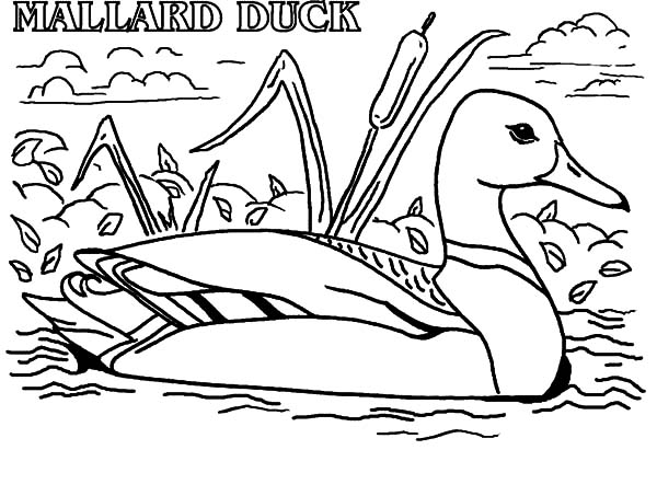 Actual advice mallard duck meme coloring pages color luna super coloring pages coloring pages mallard duck