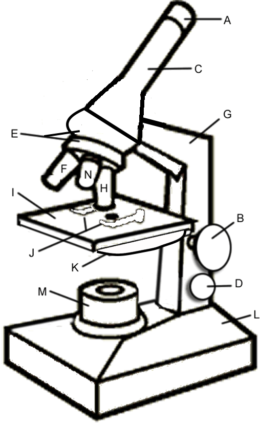 Microscope coloring