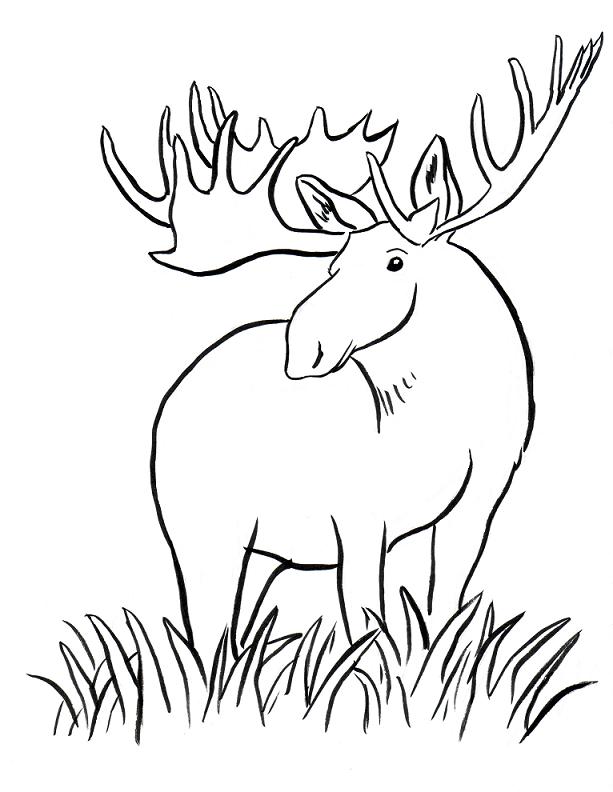 Moose coloring page