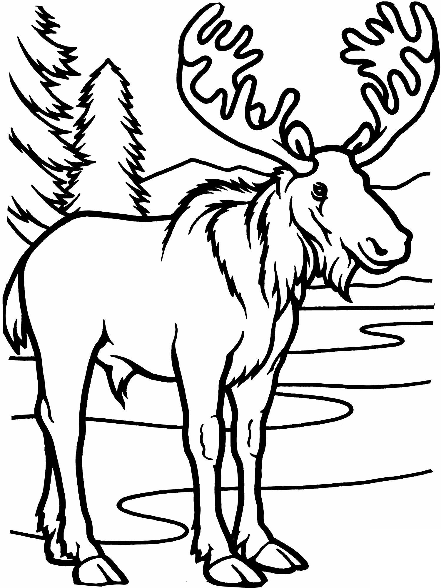 Free printable moose coloring pages for kids deer coloring pages animal coloring pages coloring pages for kids