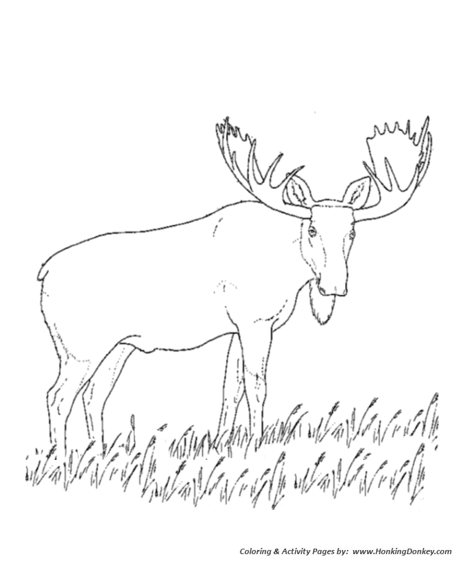 Wild animal coloring pages grazing moose coloring page and kids activity sheet