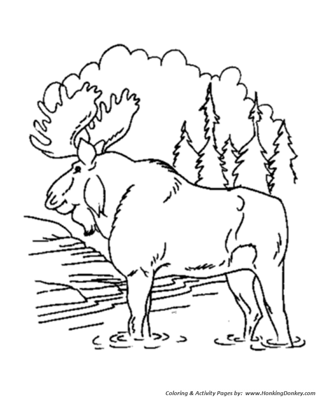 Bull moose animal coloring pages moose coloring page