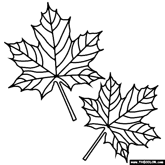 Aple leaves coloring page