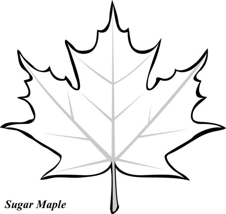 Leaves to color fall leaves coloring pages leaf coloring page leaf template