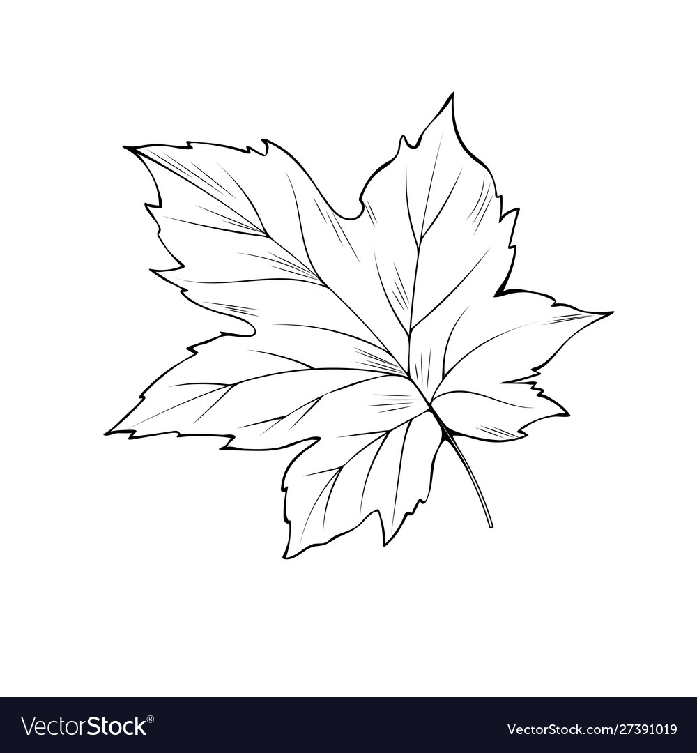 Maple tree leaf coloring book royalty free vector image